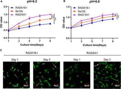 Sa12b-Modified Functional Self-Assembling Peptide Hydrogel Enhances the Biological Activity of Nucleus Pulposus Mesenchymal Stem Cells by Inhibiting Acid-Sensing Ion Channels